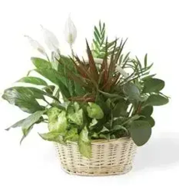 composizioni piante verde