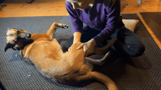 Profesjonell rehabilitering