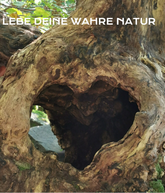 Naturkraft- eine Baumwurzel in Form einesHerzes