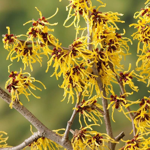 Hamamelis int. 'Arnold Promise'