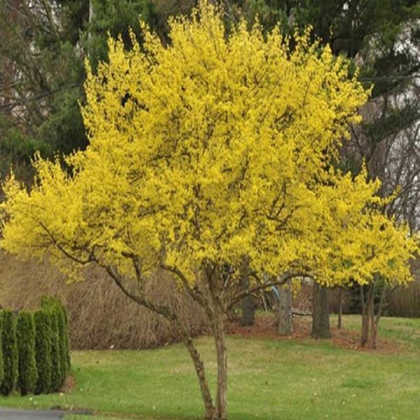 Cornouiller mâle - Cornus mas