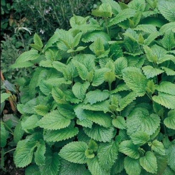 Mélisse citronelle - Melissa officinalis