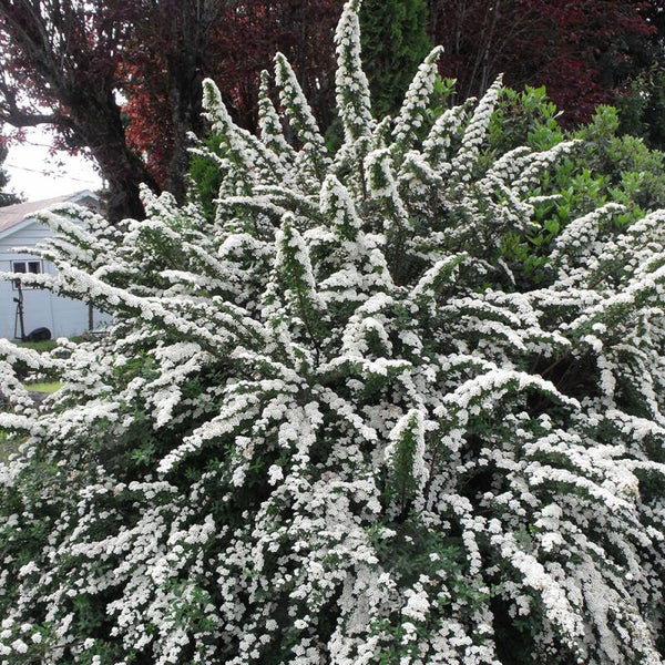 Spirea nipponica 'Snowmound'