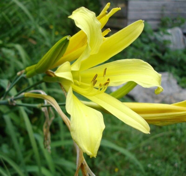 Hémérocalle - Hemerocallis citrina