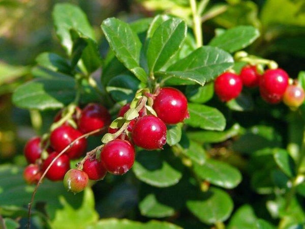 Areille rouge 'Red Pearl'