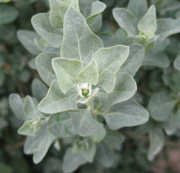 Arroche marine - Atriplex halimus