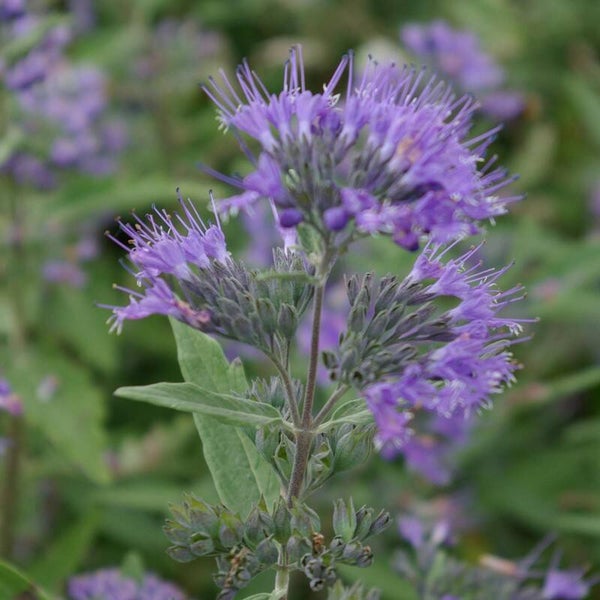 Caryoptéris clan. 'Kew Blue'