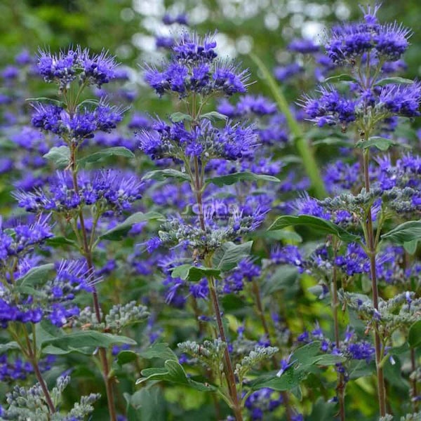 Caryopteris clan. 'Inoveris'