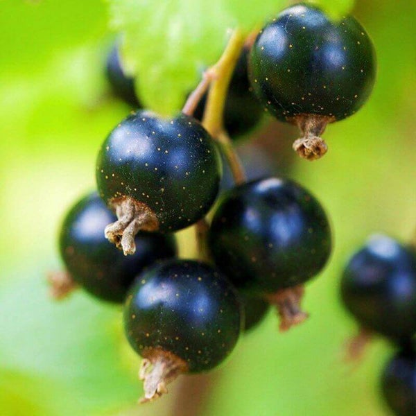 Cassis 'Andega'