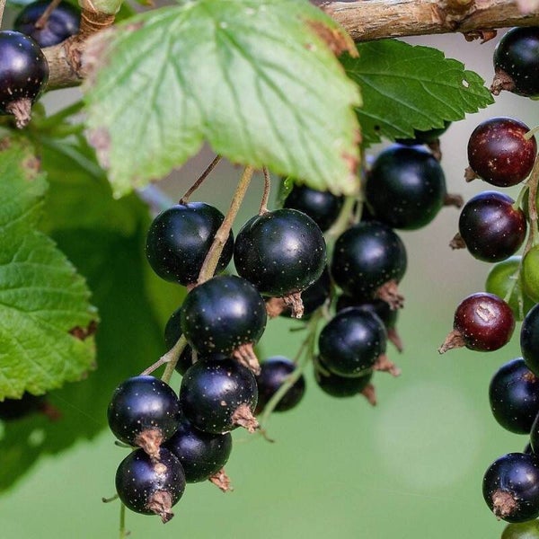 Cassis 'Titania'