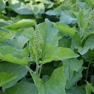 Chénopode bon-Henri - Chenopodium bonus-henricus