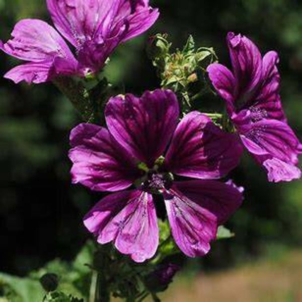 Mauve - Malva sylvestris