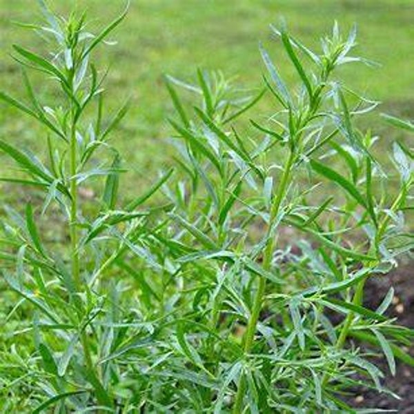 Estragon - Artemisia dracunculus