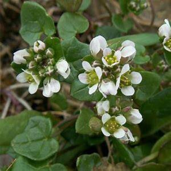 Colchéaire - Cochlearia officinalis