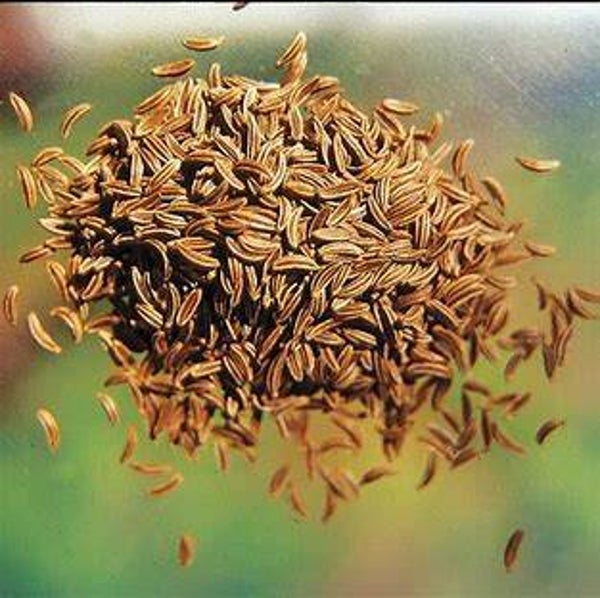 Cumin des prés - Carum carvi