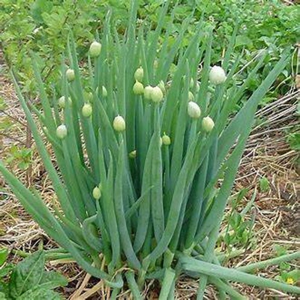 Ciboule - Allium fistulosum