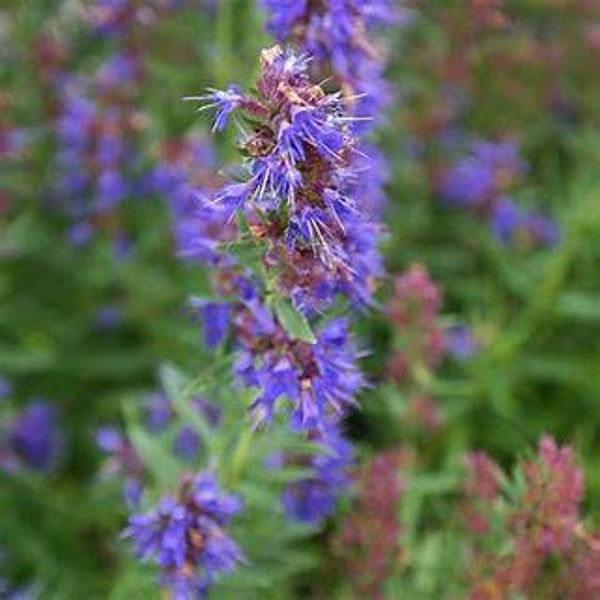 Hysope - Hyssopus officinalis