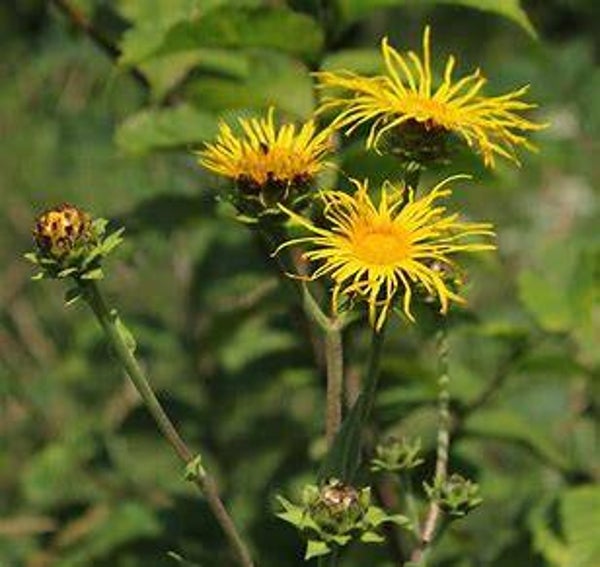 Grande aunée - Inula helenium