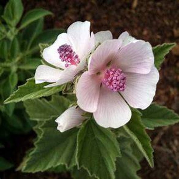 Guimauve - Althaea officinalis