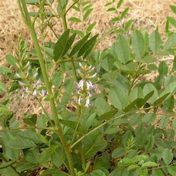 Réglisse - Glycyrrhiza glabra