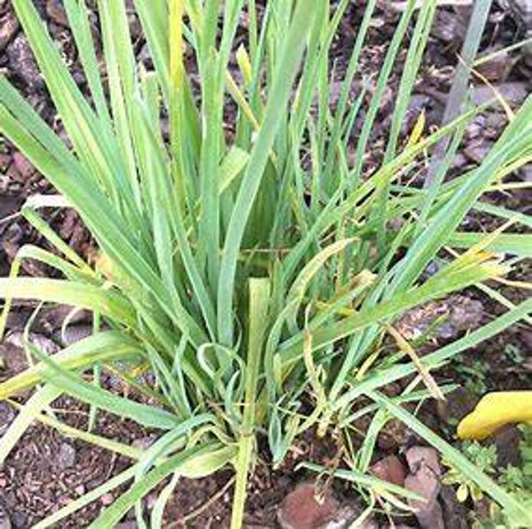 Poireau vivace 'Holmense' - Allium ampeloprasum