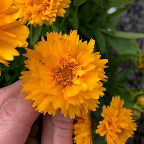 Coreopsis 'Early Sunrise' - Coreopsis grandiflora