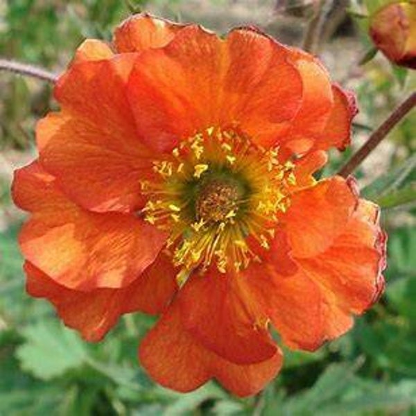 Geum coccineum 'Borissi - Strain'