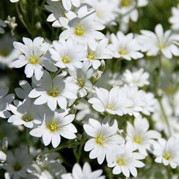 Oreille de souris - Cerastium tomentosum