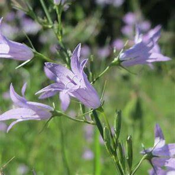 Raiponce - Campanula rapunculus