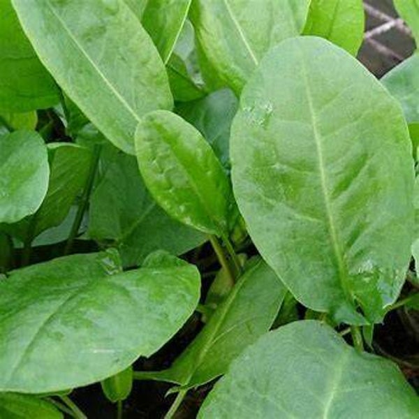 Oseille commune 'De Belleville' - Rumex acetosa