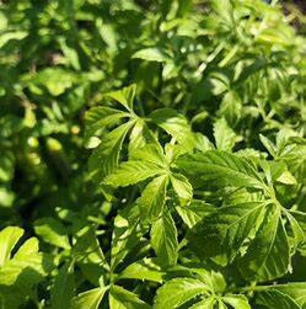 Herbe de l'immortalité - Gynostemma pentaphyllum