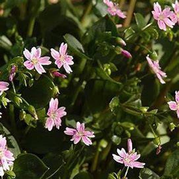 Claytonie de Sibérie - Claytonia sibirica