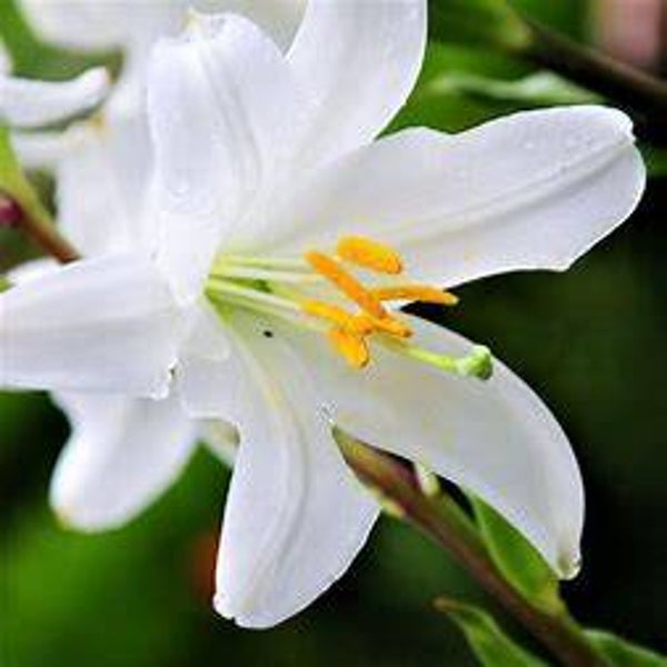 Lys de la Madonne - Lilium candidum