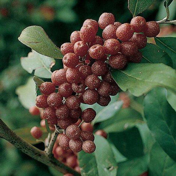 Elaeagnus ebbingei