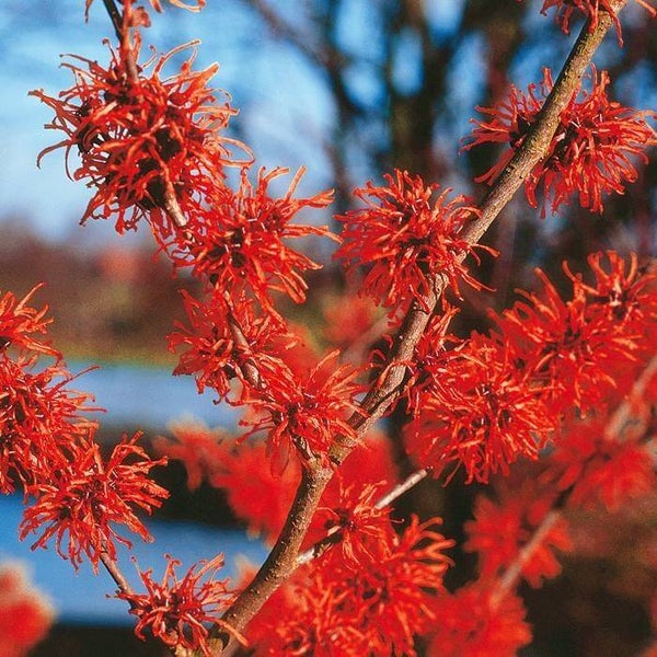 Hamamelis int. 'Diane'