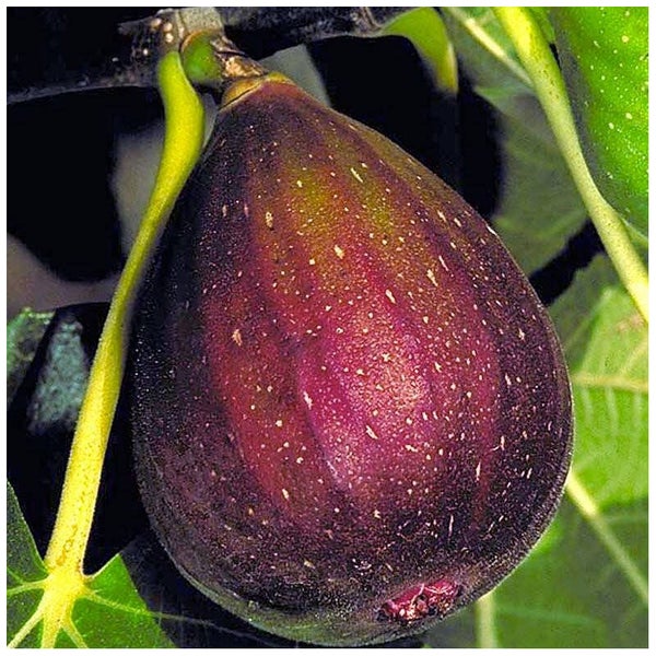 Figuier 'Brown turkey' - Ficus carica 'Brown turkey'