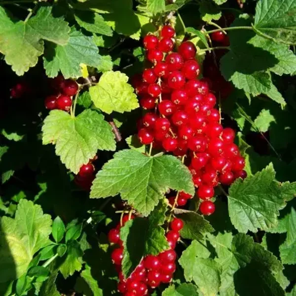 Groseillers à grappes 'Rosetta'