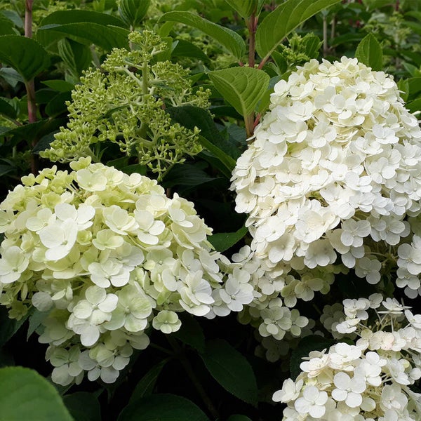 Hydrangea pan. 'Bobo'