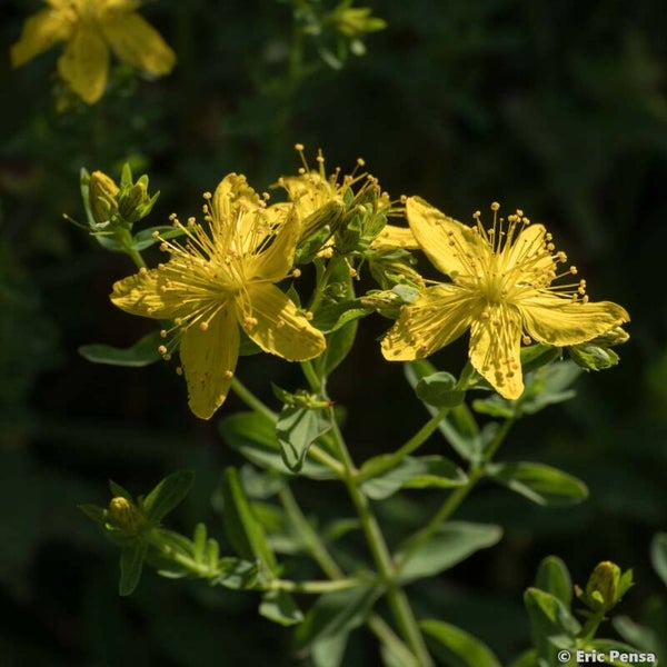 Millepertuis officinale - Hypericum perforatum