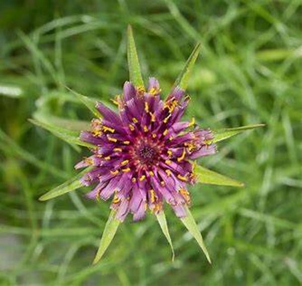 Salsifis cultivé - Tragopogon porrifolius