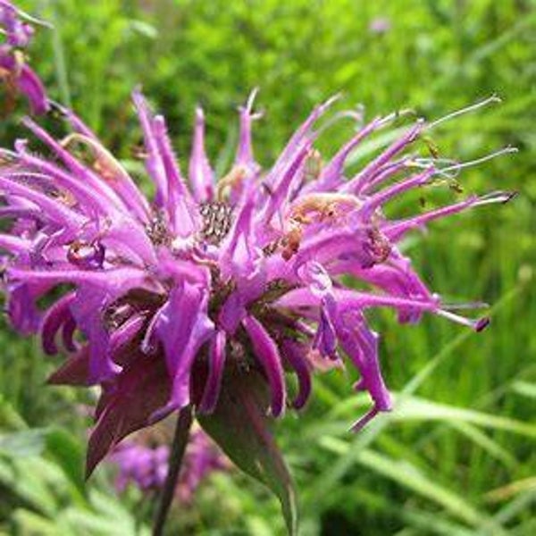 Monarde fistuleuse - Monarda fistulosa