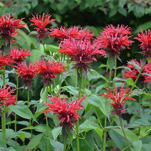 Monarde - Monarda didyma