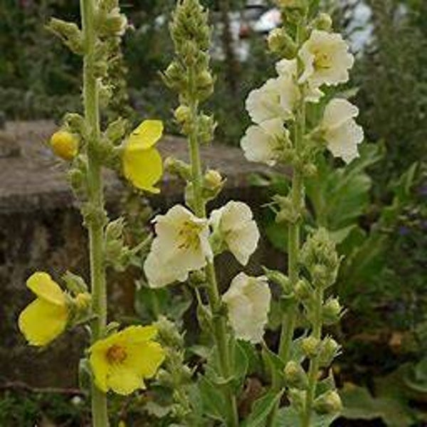 Bouillon blanc - Verbascum thapsus