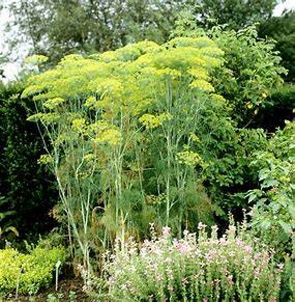Fenouil vivace - Foeniculum vulgare