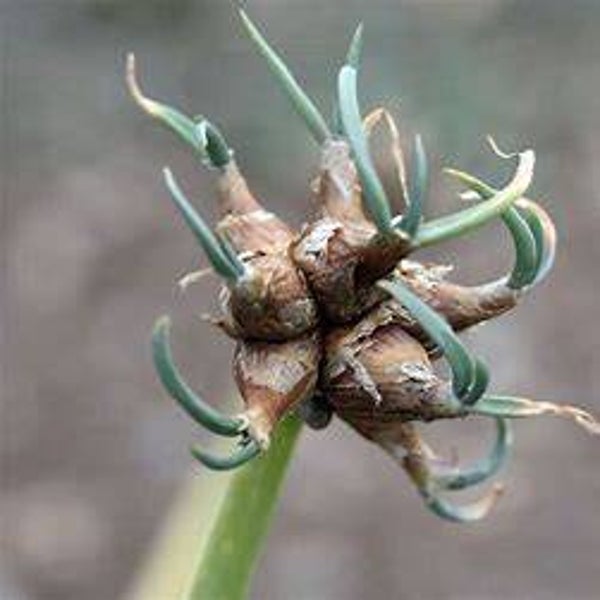 Oignon rocambole - Allium proliferum