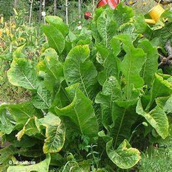 Raifort - Armoracia rusticana