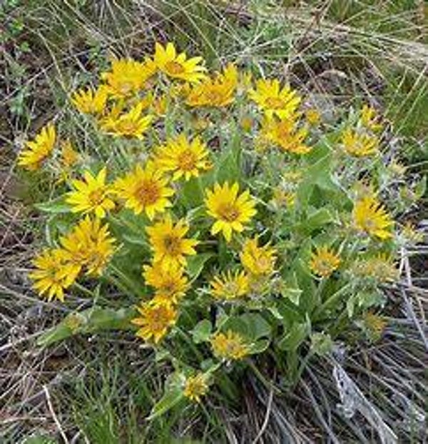 Racine de Balsam - Balsamorhiza sagittata