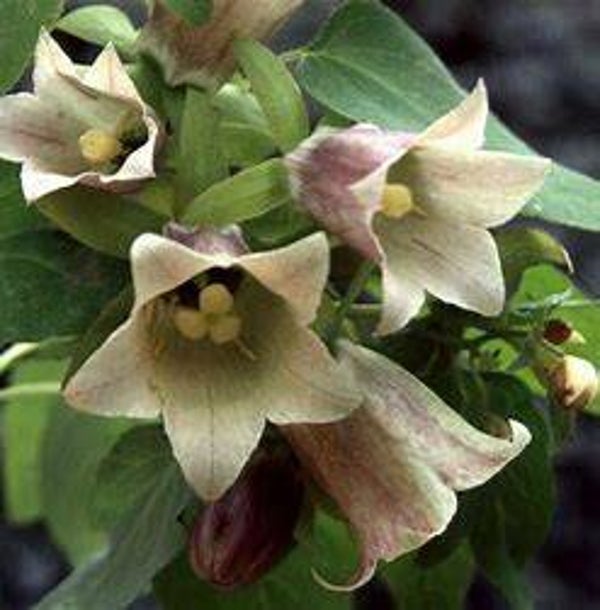 Ginseng du pauvre - Codonopsis pilosula