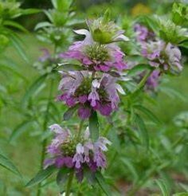 Monarde citron - Monarda citriodara 'Purplish Lilac'