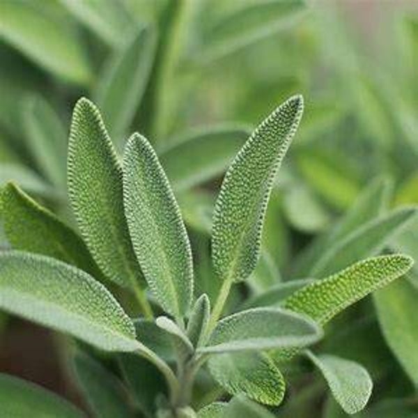 Sauge - Salvia officinalis